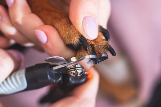 Paw and Nail Care